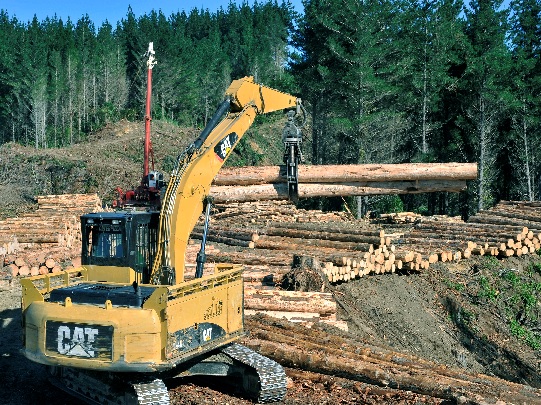 Forestry consultancy for Crown Forestry and Treasu