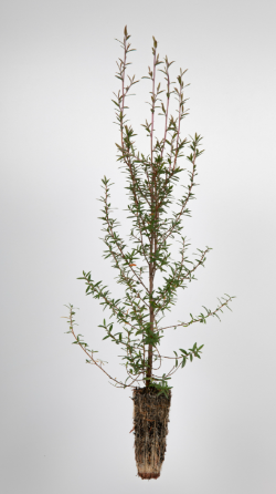 seedling1-704