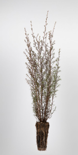 seedling2-763